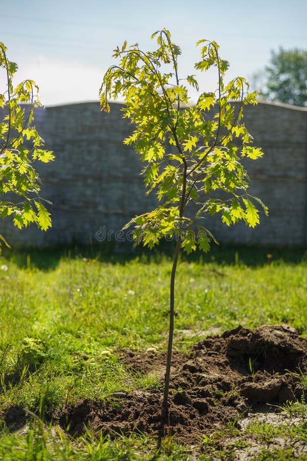 Planting a tree in the garden. Small oak.