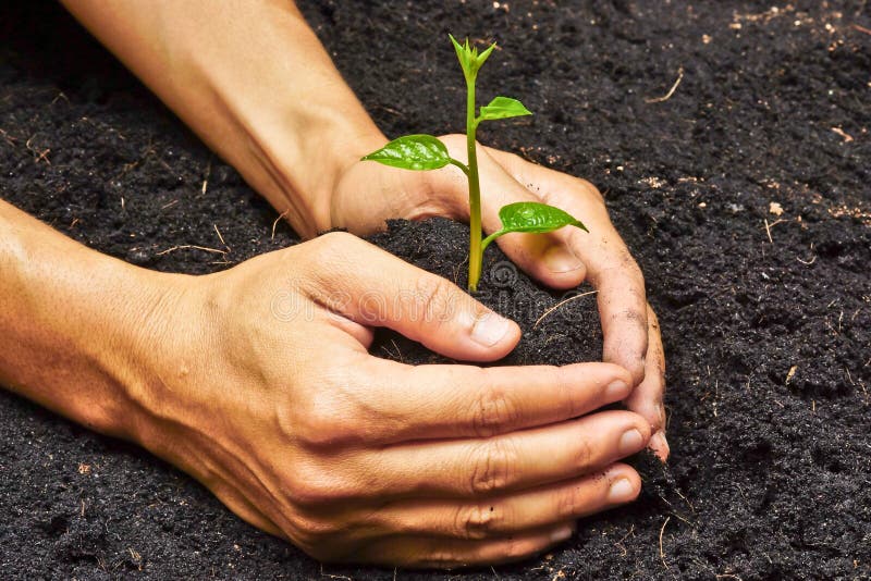 Due mani albero che cresce / salvare il mondo.