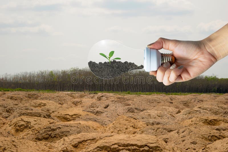 Planting trees for environment ecological concept tree in the bulb royalty free stock images