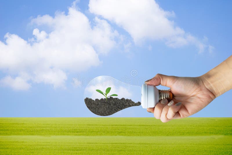 Planting trees for environment ecological concept tree in the bulb royalty free stock image