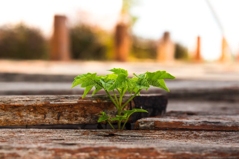 Planting trees to restore forests.