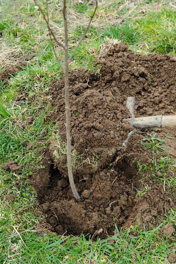 Planting a trees. stock photo. Image of work, field, ground 89607386