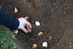 Planting Tulip Bulbs Stock Image Image Of Tulip Soil 22016531