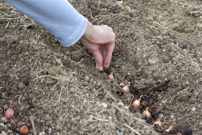 Planting vegetable garden