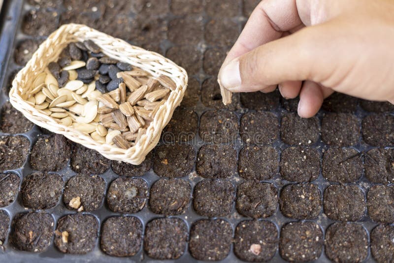 Planting Vegetable Seeds in a Seed Tray Stock Photo Image of grow