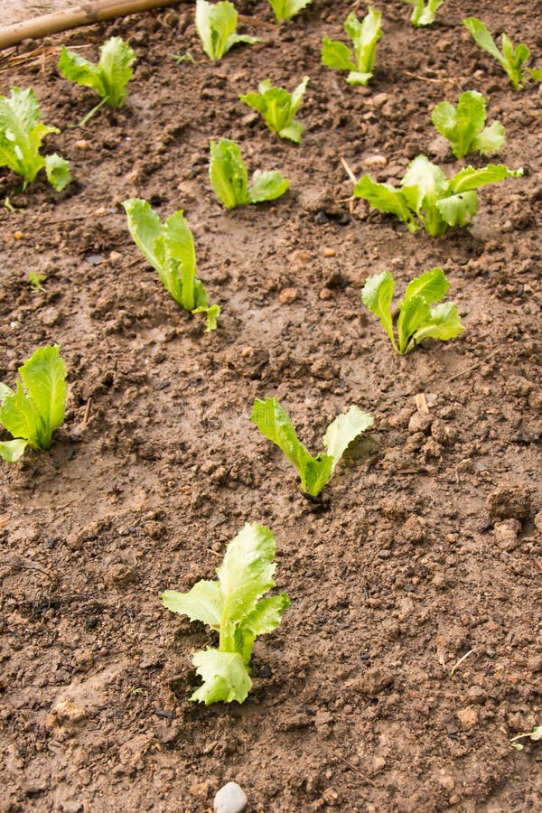 Planting Young Seedlings of Lettuce Salad Stock Image Image of