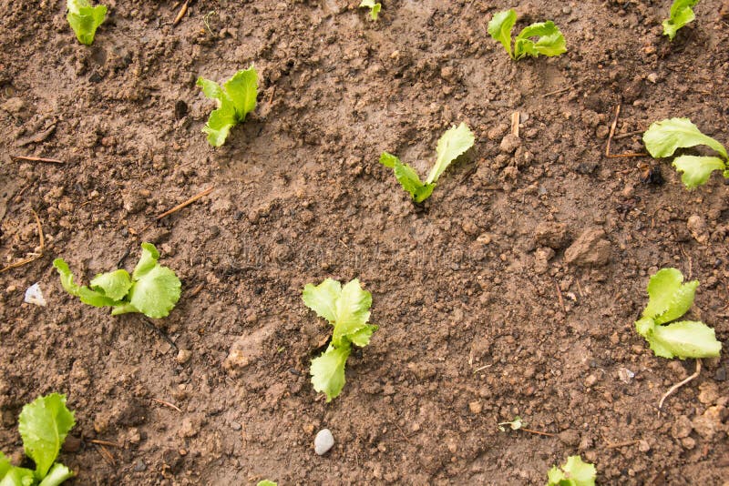 Planting Young Seedlings of Lettuce Salad Stock Photo Image of