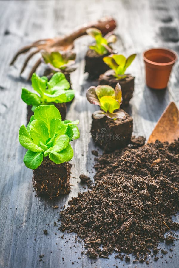 Planting Young Seedlings of Lettuce in Vegetable Raised Bed Stock Image