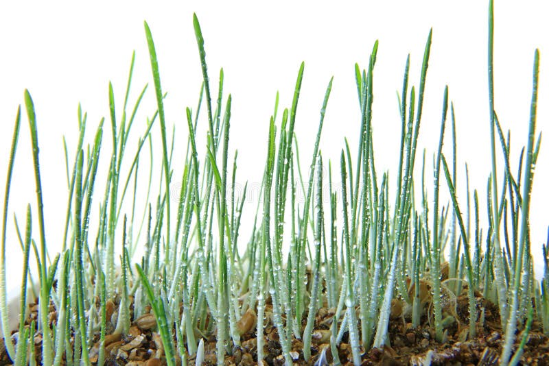 Plantor av isolerat kornkattgräs arkivbild Plantor av isolerat kornkattgräs arkivbild
