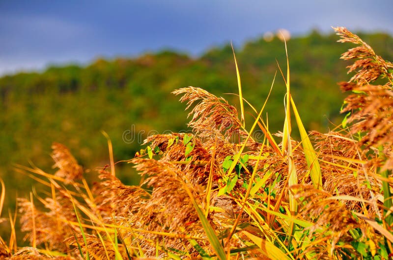 Plants