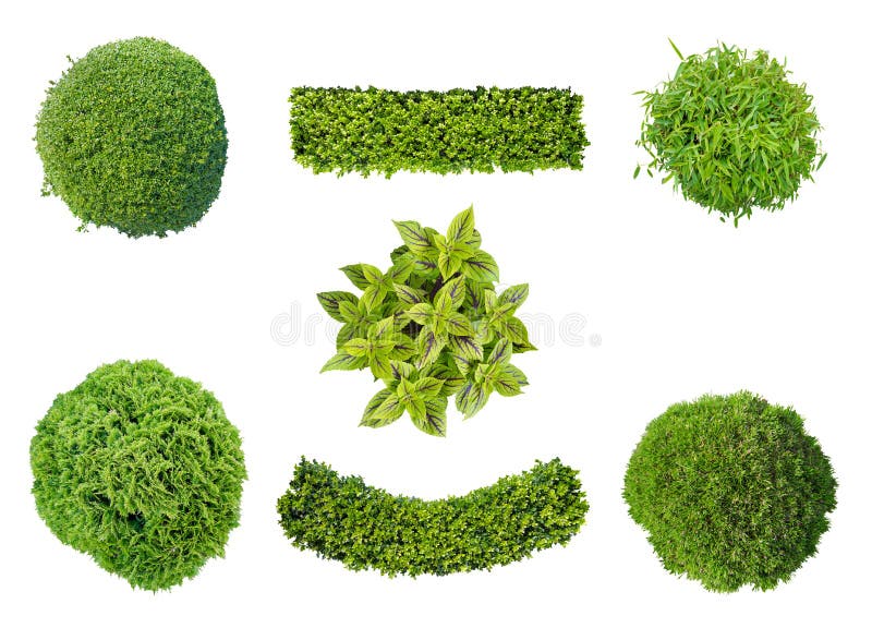 Plants in aerial view on white background