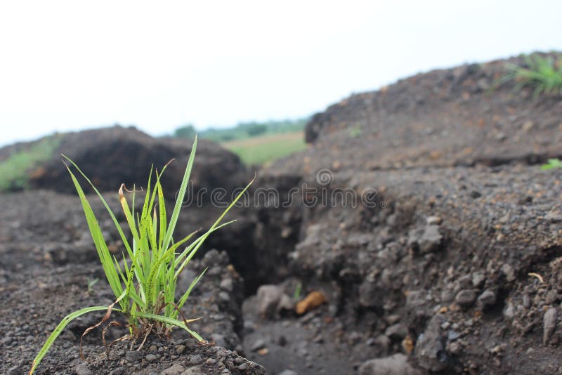 Plants Alone Blades of Grass on the Cliff Stock Photo Image of orange