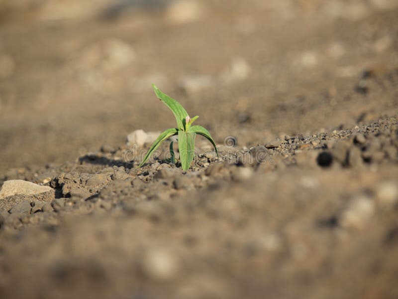 Plant alone on the ground stock image. Image of grow 141629549