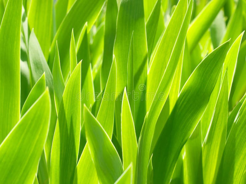 Plants background. stock image. Image of close, backgrounds - 14063137