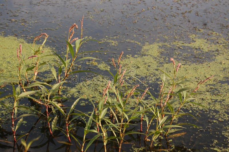 The Plants on the Banks of the River Tapi in Surat Very Beautiful Stock
