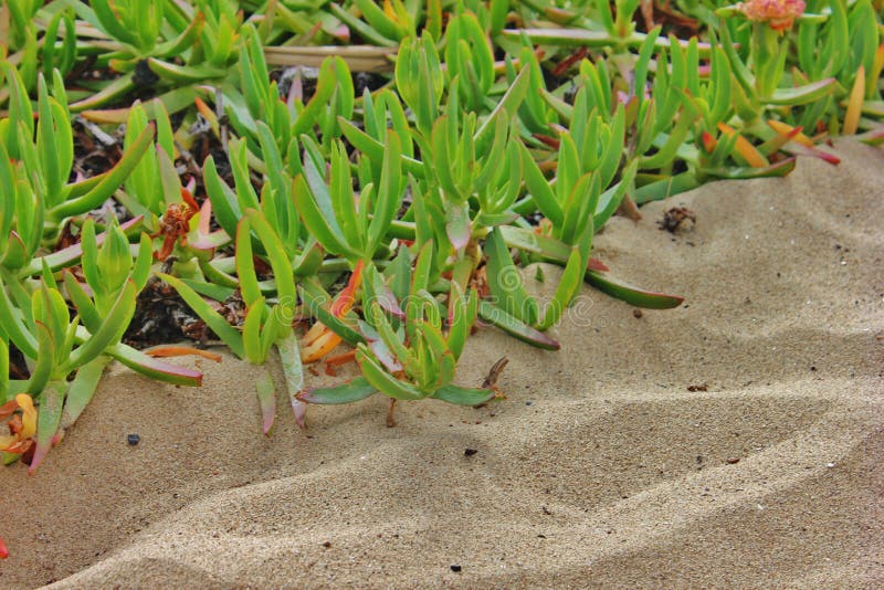 Beautiful Plants ! Washington State Stock Image Image of plants