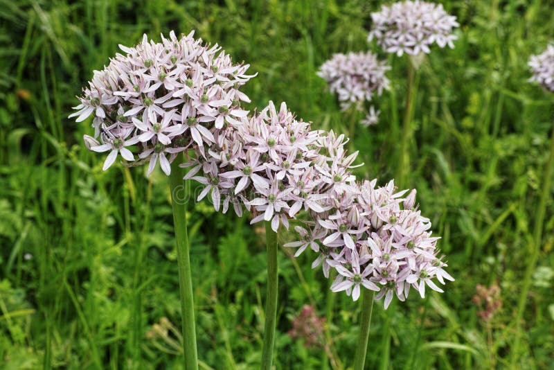 Plants of Black Garlic in Blooming Stock Image Image of onion, leaved