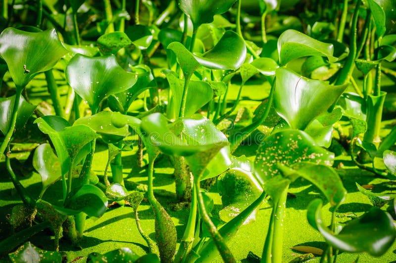 Plants Calla marsh on water in the lake royalty free stock photos Plants Calla marsh on water in the lake royalty free stock photos