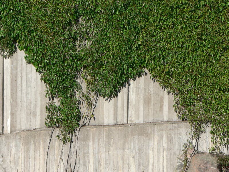 Plants Climbing Concrete Wall Picture. Image 91784890