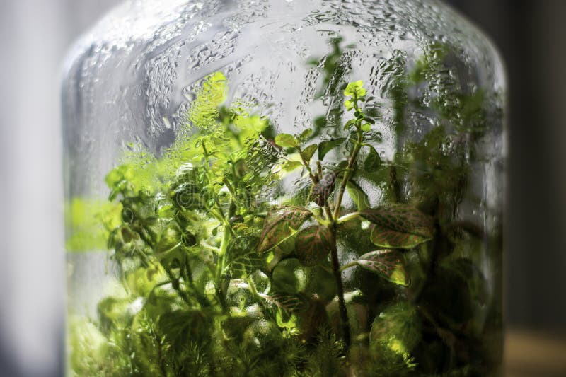 Plants in a closed glass bottle. Terrarium jar small ecosystem. Moisture condenses on the inside of the glass. The process of photosynthesis. Water vapor is royalty free stock photo