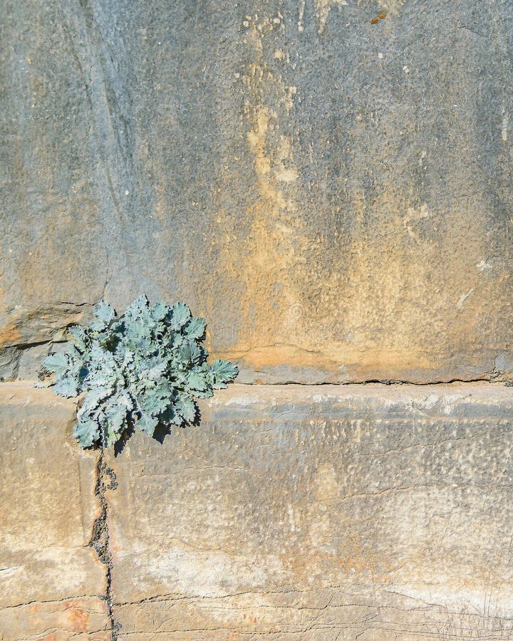 Plants at Column, Delphi Sanctuary, Greece Stock Photo - Image of greek ...