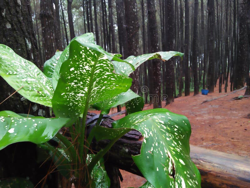 Green Plants that Grow in Pine Forests Stock Photo Image of mangunan