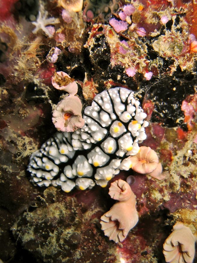 Plants on coral reef stock image. Image of colors, colorful 229333