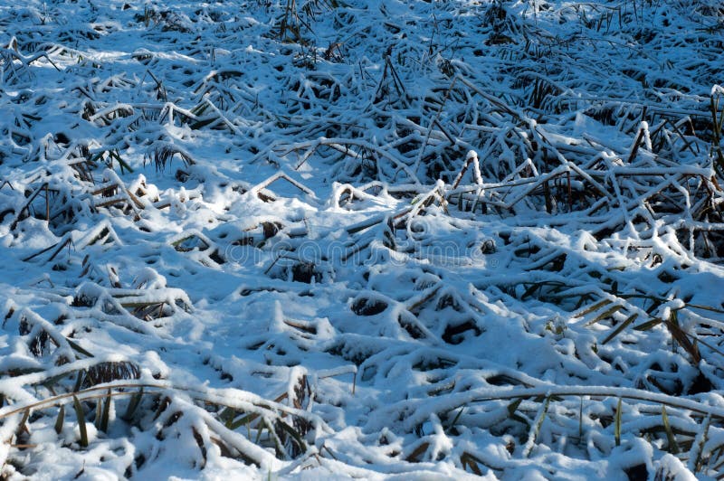 197 323 Winter Wallpaper Photos Free Royalty Free Stock Photos From Dreamstime 197 323 Winter Wallpaper Photos Free Royalty Free Stock Photos From Dreamstime