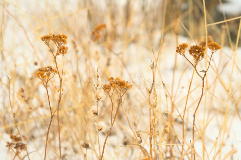 Plants covered by the snow