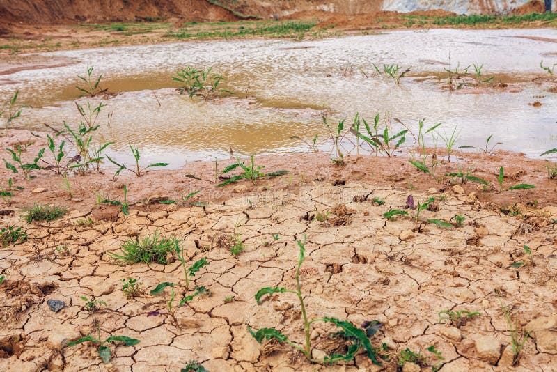 Plants stock photo. Image of natural, desert, dirty, drought 43675602
