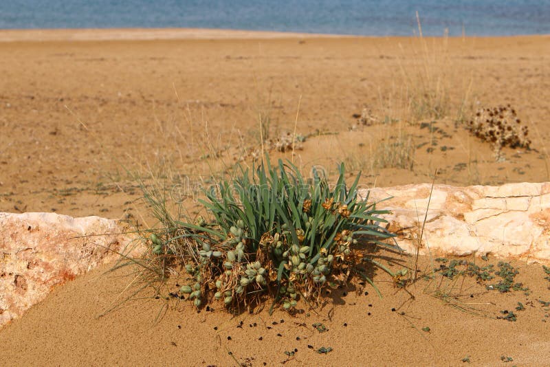 Plants and Flowers Grown in the Sand Stock Image - Image of wind