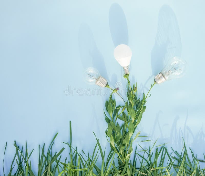 Plants and Flowers, Light Bulb Stock Image Image of background