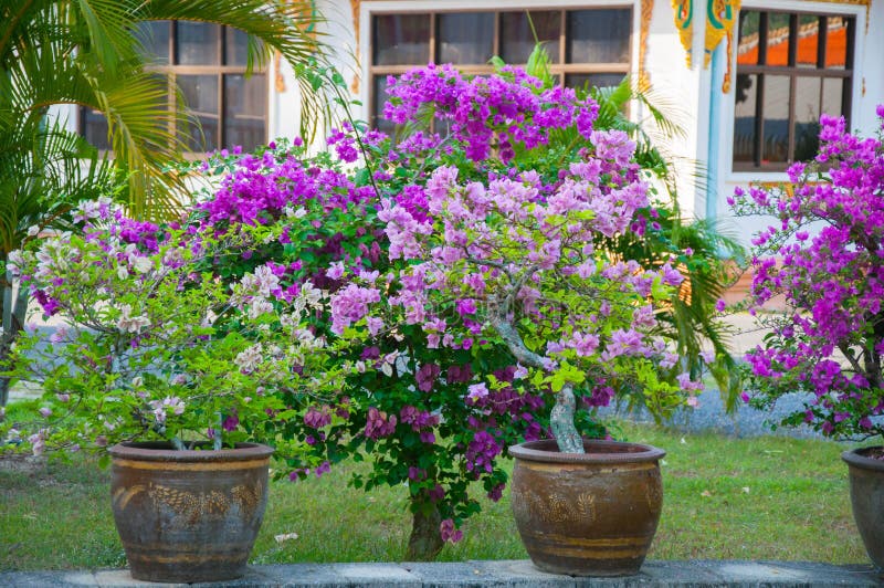 Plants and Flowers Thailand Stock Photo Image of macro, beauty 77341852