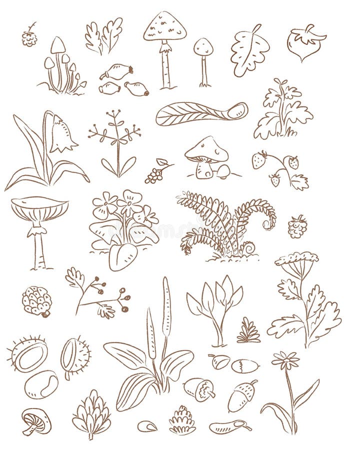 Plants forest stock vector. Illustration of coniferous - 18345986