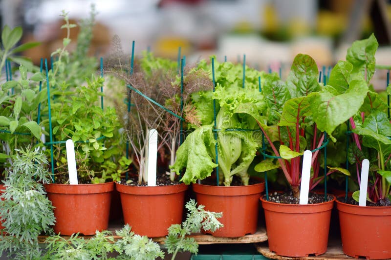 Plants in garden center in early springtime. Sale of varietal seedlings of herbs, salad, veggies and flowers in pots. Season of