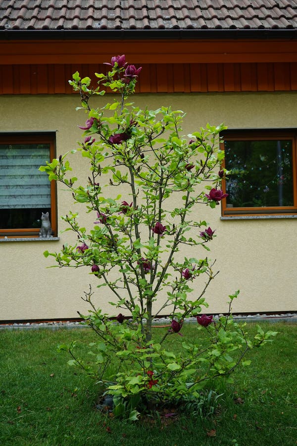 Magnolia x soulangiana \ Genie\  with large, dark red flowers in May. Berlin, Germany