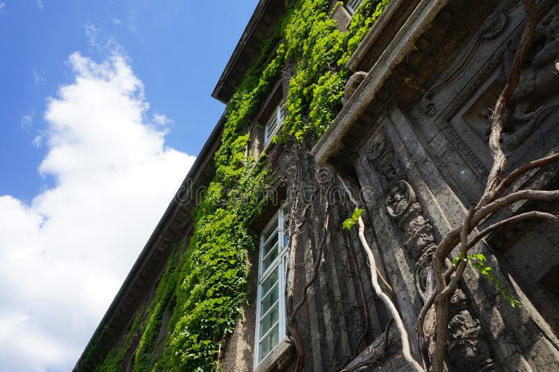 Plants in Germany. Parthenocissus tricuspidata climbs the wall of Rathaus Spandau in August. Parthenocissus tricuspidata, Boston ivy, grape ivy, Japanese ivy, Japanese creeper, and woodbine, is a flowering plant. Berlin, Germany. Plants in Germany. Parthenocissus tricuspidata climbs the wall of Rathaus Spandau in August. Parthenocissus tricuspidata, Boston ivy, grape ivy, Japanese ivy, Japanese creeper, and woodbine, is a flowering plant. Berlin, Germany.