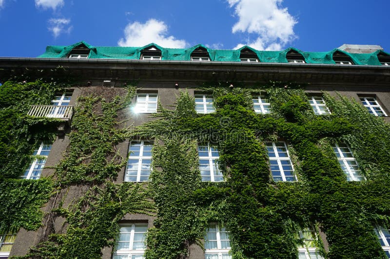 Plants in Germany. Parthenocissus tricuspidata climbs the wall of Rathaus Spandau in August. Parthenocissus tricuspidata, Boston ivy, grape ivy, Japanese ivy, Japanese creeper, and woodbine, is a flowering plant. Berlin, Germany. Plants in Germany. Parthenocissus tricuspidata climbs the wall of Rathaus Spandau in August. Parthenocissus tricuspidata, Boston ivy, grape ivy, Japanese ivy, Japanese creeper, and woodbine, is a flowering plant. Berlin, Germany.