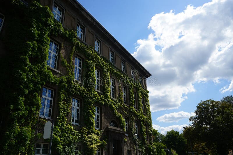 Plants in Germany. Parthenocissus tricuspidata climbs the wall of Rathaus Spandau in August. Parthenocissus tricuspidata, Boston ivy, grape ivy, Japanese ivy, Japanese creeper, and woodbine, is a flowering plant. Berlin, Germany. Plants in Germany. Parthenocissus tricuspidata climbs the wall of Rathaus Spandau in August. Parthenocissus tricuspidata, Boston ivy, grape ivy, Japanese ivy, Japanese creeper, and woodbine, is a flowering plant. Berlin, Germany.