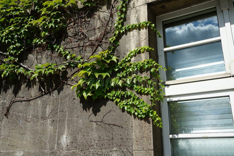 Plants in Germany. Parthenocissus tricuspidata climbs the wall of Rathaus Spandau in August. Parthenocissus tricuspidata, Boston ivy, grape ivy, Japanese ivy, Japanese creeper, and woodbine, is a flowering plant. Berlin, Germany. Plants in Germany. Parthenocissus tricuspidata climbs the wall of Rathaus Spandau in August. Parthenocissus tricuspidata, Boston ivy, grape ivy, Japanese ivy, Japanese creeper, and woodbine, is a flowering plant. Berlin, Germany.