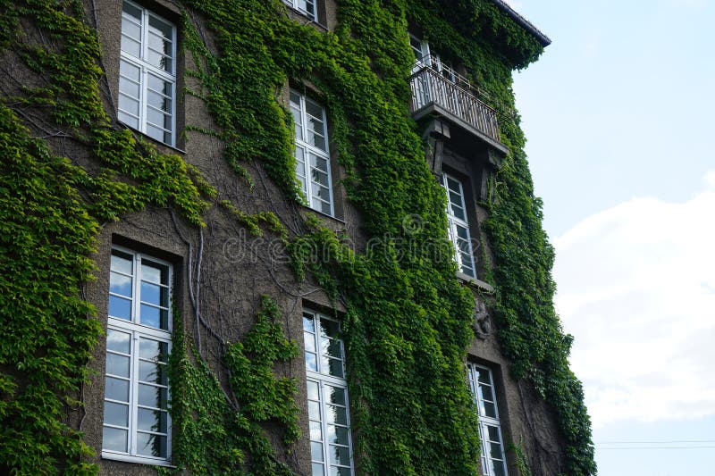 Plants in Germany. Parthenocissus tricuspidata climbs the wall of Rathaus Spandau in August. Parthenocissus tricuspidata, Boston ivy, grape ivy, Japanese ivy, Japanese creeper, and woodbine, is a flowering plant. Berlin, Germany. Plants in Germany. Parthenocissus tricuspidata climbs the wall of Rathaus Spandau in August. Parthenocissus tricuspidata, Boston ivy, grape ivy, Japanese ivy, Japanese creeper, and woodbine, is a flowering plant. Berlin, Germany.