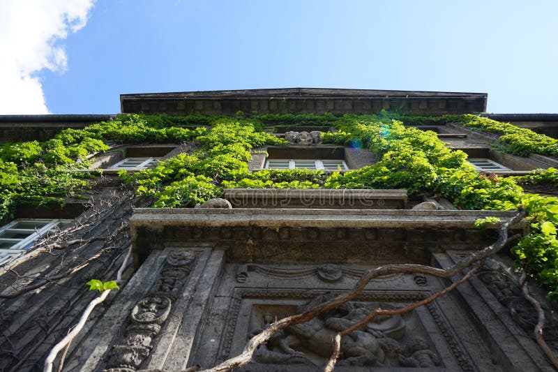 Plants in Germany. Parthenocissus tricuspidata climbs the wall of Rathaus Spandau in August. Parthenocissus tricuspidata, Boston ivy, grape ivy, Japanese ivy, Japanese creeper, and woodbine, is a flowering plant. Berlin, Germany. Plants in Germany. Parthenocissus tricuspidata climbs the wall of Rathaus Spandau in August. Parthenocissus tricuspidata, Boston ivy, grape ivy, Japanese ivy, Japanese creeper, and woodbine, is a flowering plant. Berlin, Germany.