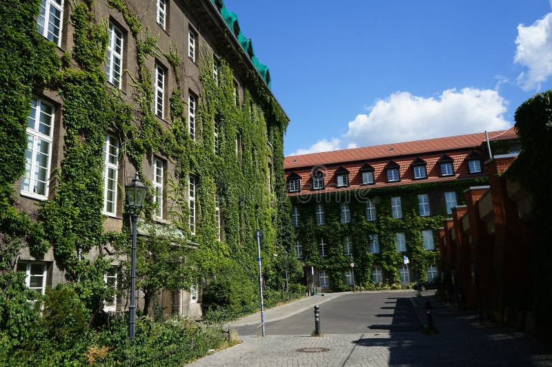 Plants in Germany. Parthenocissus tricuspidata climbs the wall of Rathaus Spandau in August. Parthenocissus tricuspidata, Boston ivy, grape ivy, Japanese ivy, Japanese creeper, and woodbine, is a flowering plant. Berlin, Germany. Plants in Germany. Parthenocissus tricuspidata climbs the wall of Rathaus Spandau in August. Parthenocissus tricuspidata, Boston ivy, grape ivy, Japanese ivy, Japanese creeper, and woodbine, is a flowering plant. Berlin, Germany.