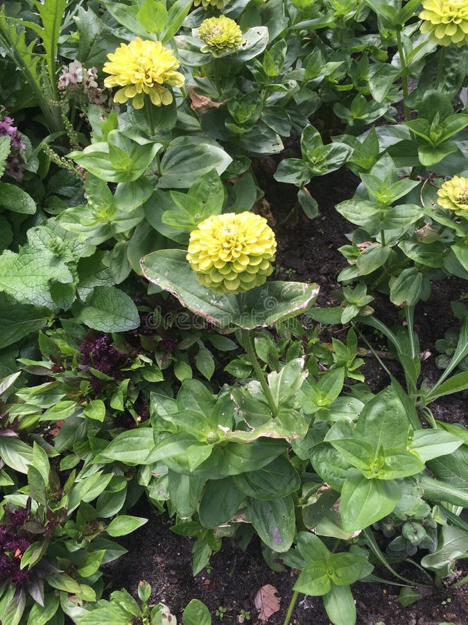 Plants green blooms stock image. Image of blooms, plants 85055241