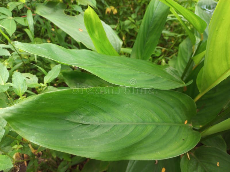Plants with green leaves stock image. Image of produce 268621299