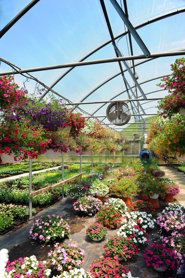 Greenhouse with Flowers stock photo. Image of colorful 14391344
