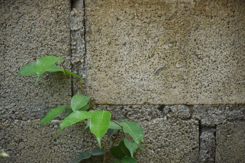Plants that Grow on the Cement Wall Stock Image Image of adversity