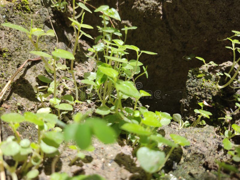 Plants that Grow on Rocks and Get Enough Sunlight so they Can Grow Well