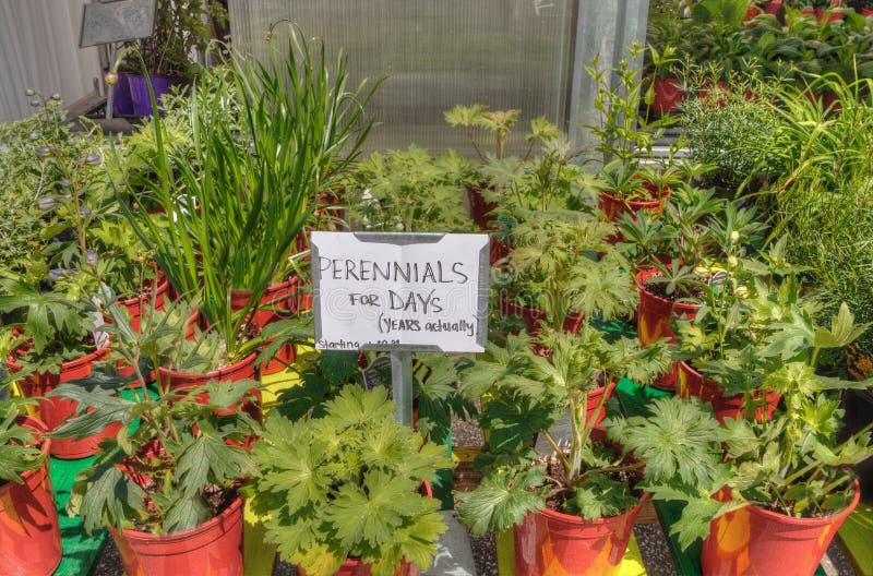 Plants Growing in a Garden Center in Minnesota Stock Image Image of