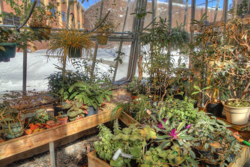 Plants Growing in a Greenhouse in Winter Stock Image Image of nature